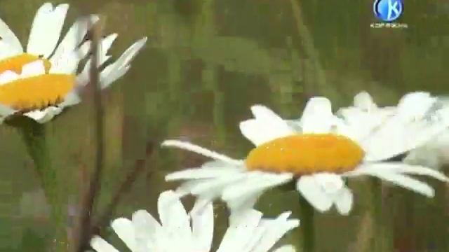 08 07 2013 Загрязнение воздуха смотреть онлайн