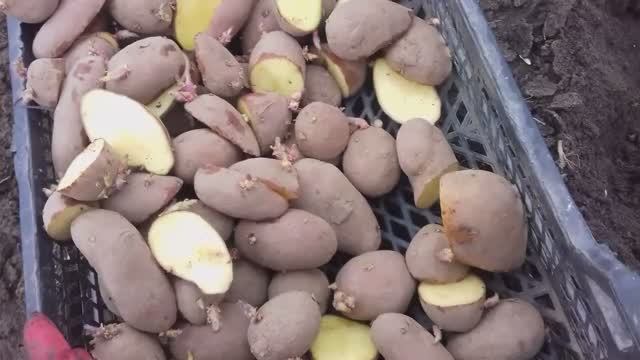 Сажаем картошку. Что положить в лунку.