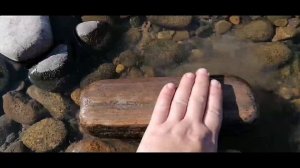 Нашёл окаменелое дерево на берегу реки.