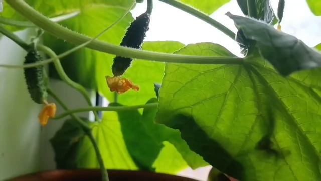 Огород на подоконнике. Эустома. Торфяные таблетки. Пасха. Весенники. Весна 2023! смотреть онлайн