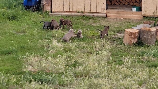 Weimaraner/Great Pyrenees pups. Blue eyes beauties. смотреть онлайн