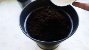 Пересадка баклажанов - Выращивание баклажанов дома на подоконнике