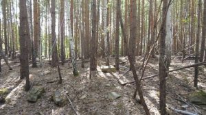 Остатки какого-то сооружения в лесу