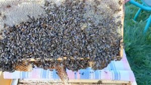 Карника F1 в Сибири отбор меда и осмотр гнезда после медосбора 2017