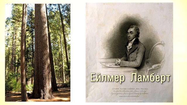 Сосна Ламберта смотреть онлайн