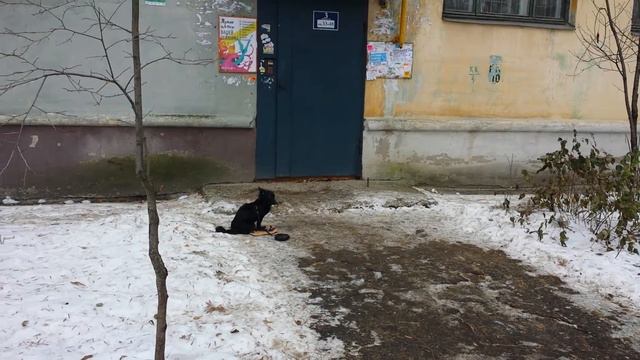 Дрессировка собак -метис Маруся -7 мес смотреть онлайн