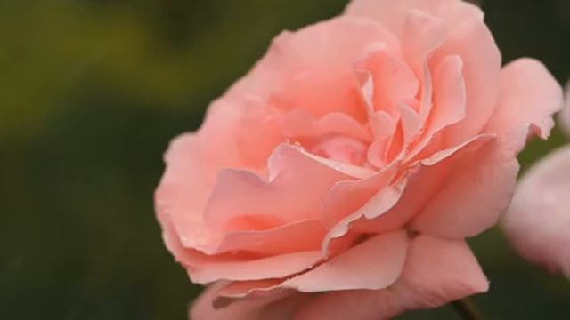 Расслабляющая фортепианная музыка?снять стресс перед сном?лечение бессонницы музыка?исцеление звуко смотреть онлайн