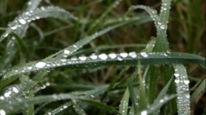 Ты вошла в мою Жизнь как весна! (авт. Олесь Счастливый)