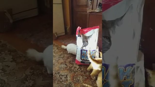 Реакция котов на ПАН КОТ смотреть онлайн