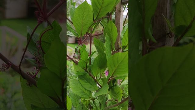 Кобея (Cobaea scandens).?