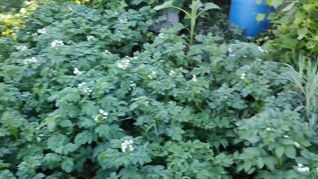 Влог. Обзор дачного участка. Копаем картофель Рэд Скарлетт в начале июля. смотреть онлайн