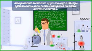 Лечебные свойства каланхоэ