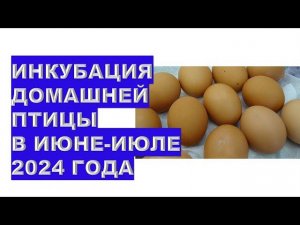 Агрогороскоп инкубации домашней птицы в июне-июле 2024 Agrohoroscope for poultry incubation in June-