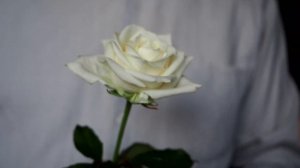 Белая роза. Елена Решетняк (на французском языке)