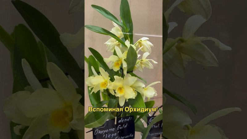 #орхидиум #камбрии #орхидеи #orchid