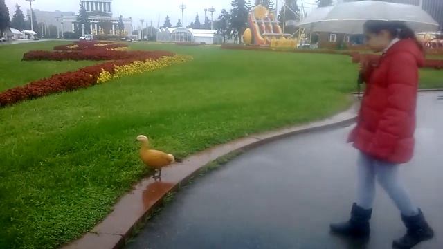 Жёлтые утки смотреть онлайн