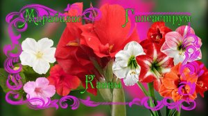 Как сохранить корни Мирабилиса до весны  Отправляю на зимовку многолетние цветы