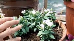 СДЕЛАЙТЕ ТАК И ЦВЕТЫ БУДУТ САМЫЕ КРАСИВЫЕ?ЧЕМ ЛУЧШЕ ПОДКОРМИТЬ ПЕТУНИЮ И ЭУСТОМУ.mp4