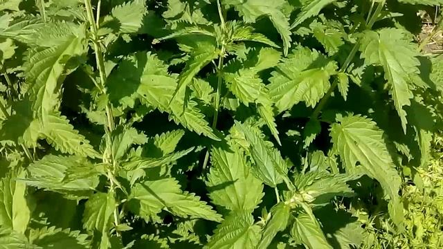 Народный праздник «Крапивное заговенье». Приметы и традиции на 11 июля. смотреть онлайн