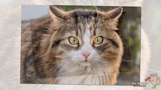 Кандидат в президенты смотреть онлайн