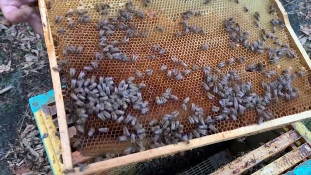 Отбор маточников в инкубатор, перевод семьи воспитательницы в рабочее состояние, отбор маток смотреть онлайн