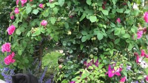 Clematis Sunset and Gertrude Jekyll climbing rose | My English Rose Garden