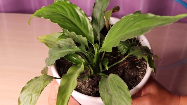 Как НЕ нужно Ухаживать за Женским Счастьем (Спатифиллум). Что сделали с этим цветком Я в шоке! смотреть онлайн