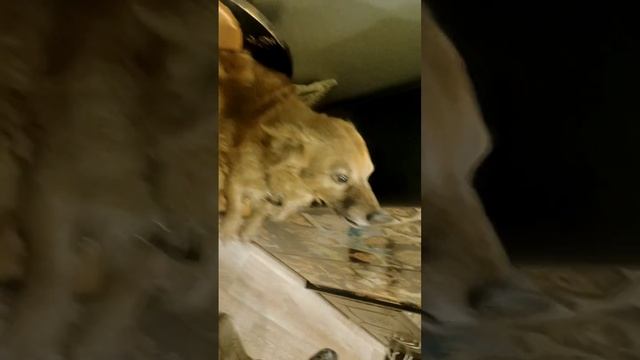 УЛЫБЧИВЫЙ ПЁСИК.mp4
