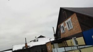 Голуби в Сибири. Иранские.