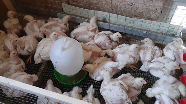 Бройлер Смена 9 вес в 22 дня Немного про кабачки и тыквы смотреть онлайн