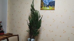 Кипарисовик Колумнарис зимует дома. Осенняя покупка из ОПТ ХОЗа.