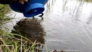 Зарыбил свой пруд белым амуром.