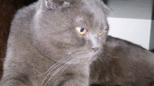 Как найти кота.