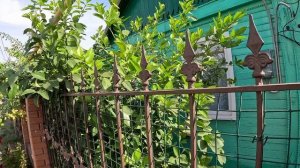 Цитрусовое дерево-сад в Азове