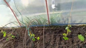 Высадила огурцы 🥒Проблема с интернетом на телефоне 😎Ездили в город😏 Поселяла репку🍈 Удобрила чес
