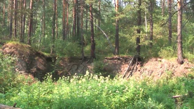 Футаж Караканский бор 000946 смотреть онлайн