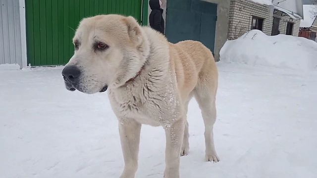 Кобель САО вязка смотреть онлайн