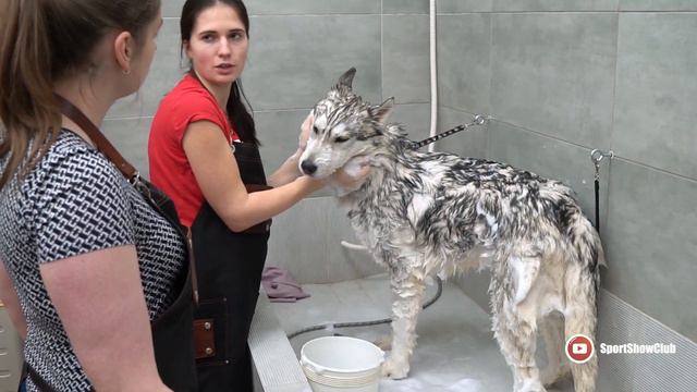 #HYDRA - ШОУ-ГРУМИНГ ХАСКИ / Show Grooming of husky with #HYDRA смотреть онлайн