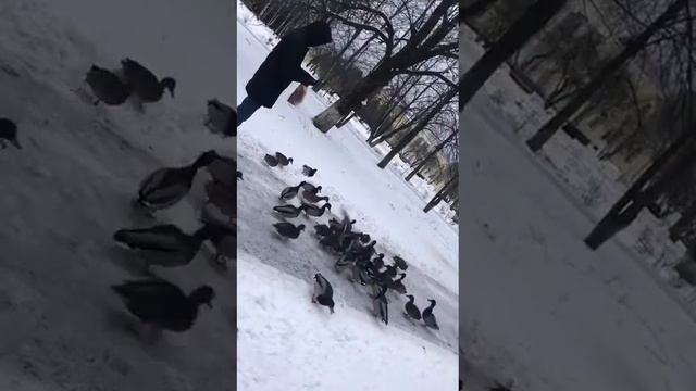Великий Новгород внук кормит диких уток смотреть онлайн
