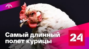 Умеют ли курицы летать? - Россия 24