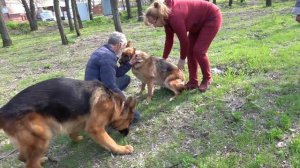 ?Знакомство Райда и Мегги. Acquaintance. Немецкие овчарки. German Shepherd Dog