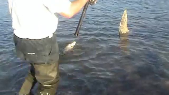 Енотаевка  Ловля язя в проводку