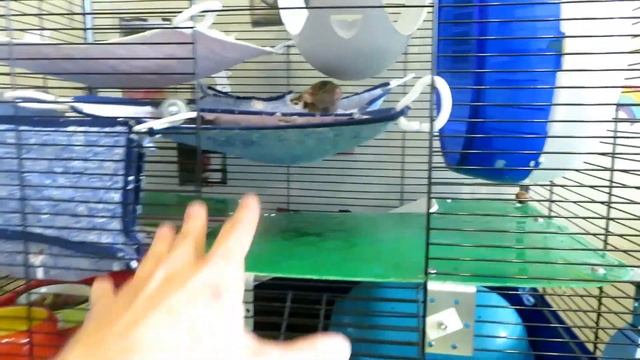 Поездка к крысоводу в "Тутинки"! ? Нильс, Пиксель и компания старушек. ? (Fancy Rats) ?