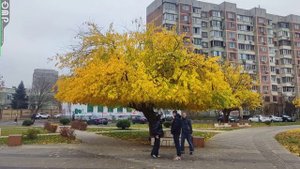 Конец ноября в Юбилейном микрорайоне.. Краснодар. ???