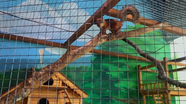 Нартик в зоопарке кормит животных! смотреть онлайн