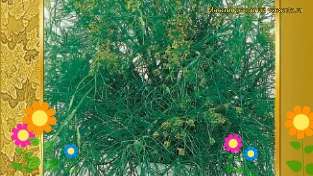 Укроп обыкновенный Борей. Краткий обзор, описание характеристик, где купить семена Alligator смотреть онлайн