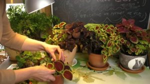 КОЛЕУСЫ размножение черенками +Про растения с желтыми листьями
