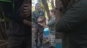 The great grey spotted kiwi   mahua the  Kiwi having a medical check-up