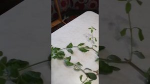 Как обрезать клеродендрум угандийский
