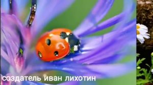 Клип- ромашка ромашка цветок полевой:  мини конкурс: